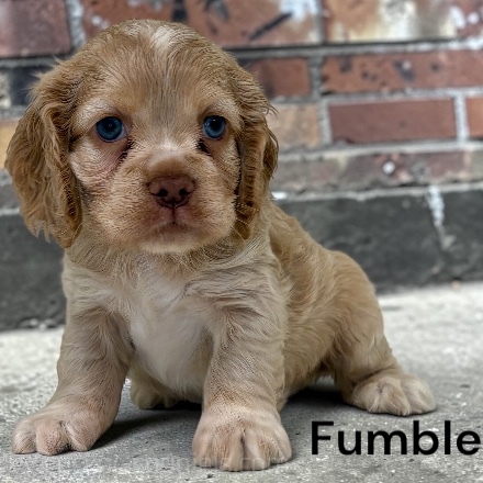 puppy, for, sale, Cocker Spaniel, Joe & Cherri  Overlease, dog, breeder, Miller, MO, dog-breeder, puppy-for-sale, forsale, nearby, find, puppyfind, locator, puppylocator, aca
